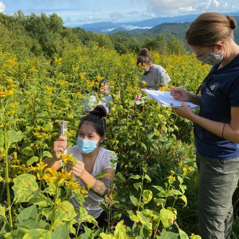 Volunteers collect tree phenology data. 