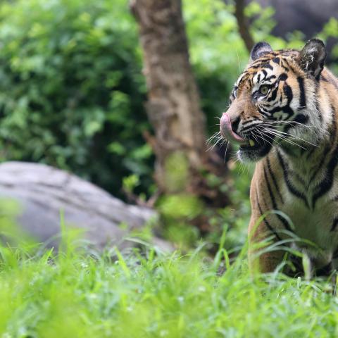 Sumatran Tiger at the Nashville Zoo