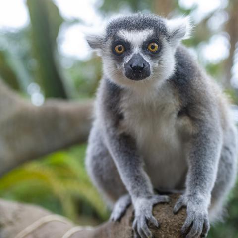 Ring-tailed Lemur at Tennessee Aquarium