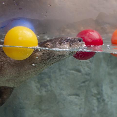 Otter swimming in River Otter Falls exhibit at Tennessee Aquarium