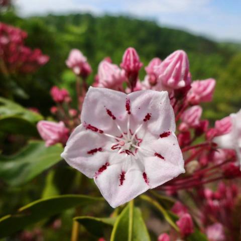 Tennessee Mountain Laurel Festival in Wartburg, TN